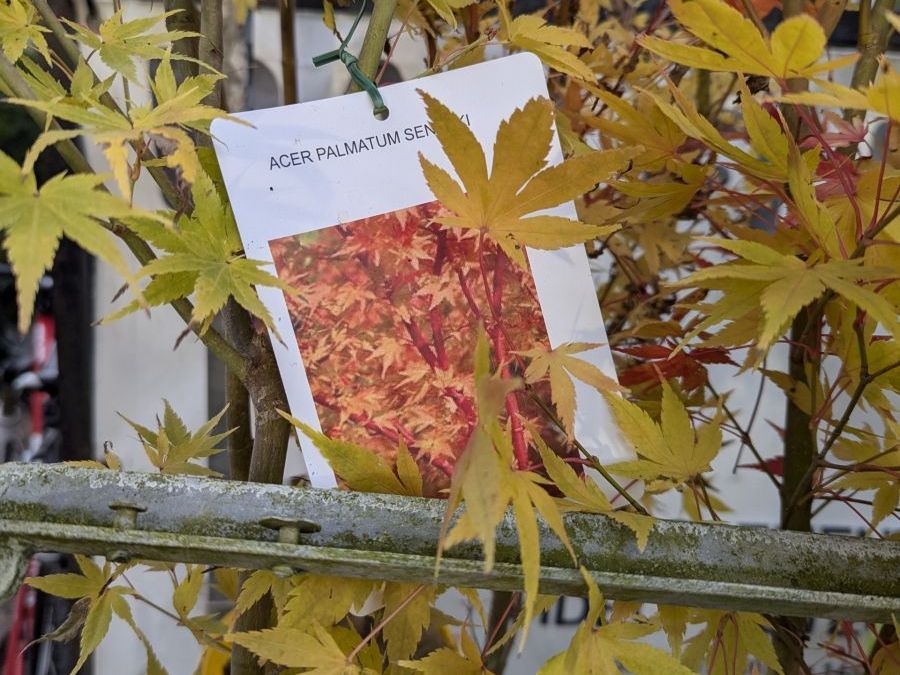 ERABLE-DU-JAPON-SENKAKI