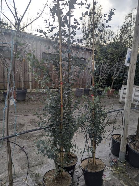 EUCALYPTUS-GUNNI EUCALYPTUS-GUNNI