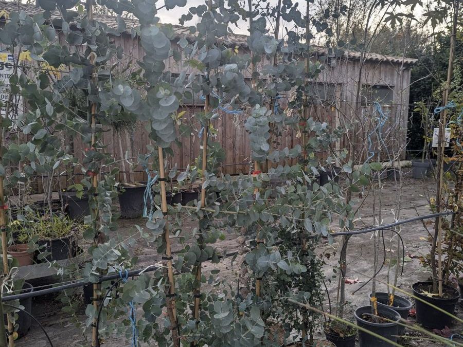 EUCALYPTUS SILVER DOLLARS