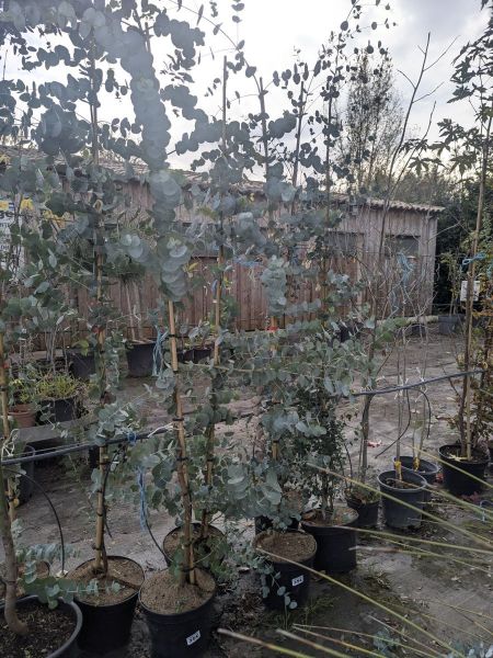 EUCALYPTUS SILVER DOLLARS EUCALYPTUS SILVER DOLLARS
