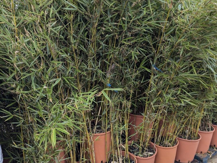 FARGESIA-ROBUSA-CAMPBELL-NON-TRACANTS