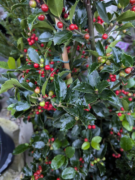 Ilex ou Houx