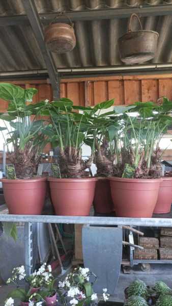 ALOCASIA