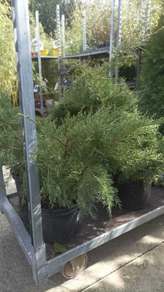JUNIPERUS XL