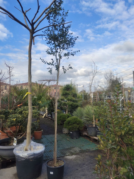 EUCALYPTUS  SUR TIGE