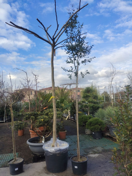 ALBIZIA DIVERSES TAILLES