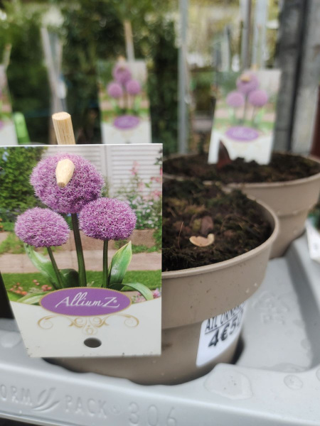 ALLIUM D ORNEMENT