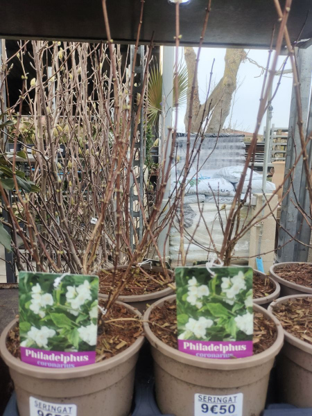 SERINGAT-philadelphus