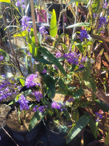 HARDENBERGIA