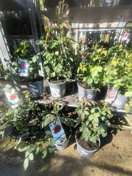 ROSIER VARIETES EXTRA ET PROTEGEES