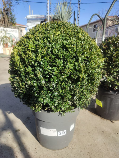 BUIS SEMPERVIRENS BOULE