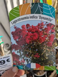 LAGERSTROEMIA-INDICA-DYNAMITES