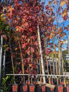 LIQUIDAMBAR-1