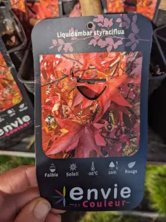 LIQUIDAMBAR-2