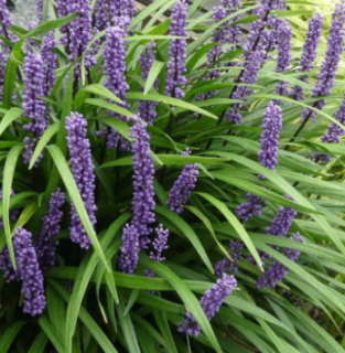 LIRIOP-MUSCARI