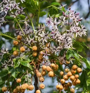 MARGOUSIER-LILAS-DE-PERSE-MELIA-AZEDERACH