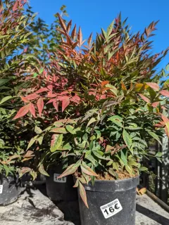 NANDINA-DOMESTICA