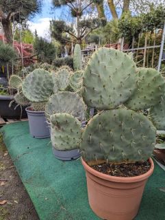 OPUNTIA