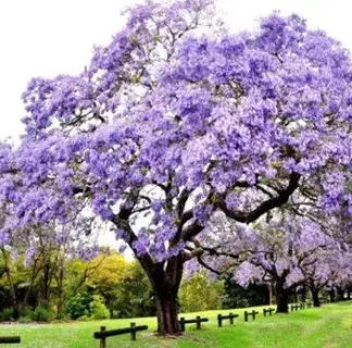 PAULOWNIA-TOMENTOSA-0