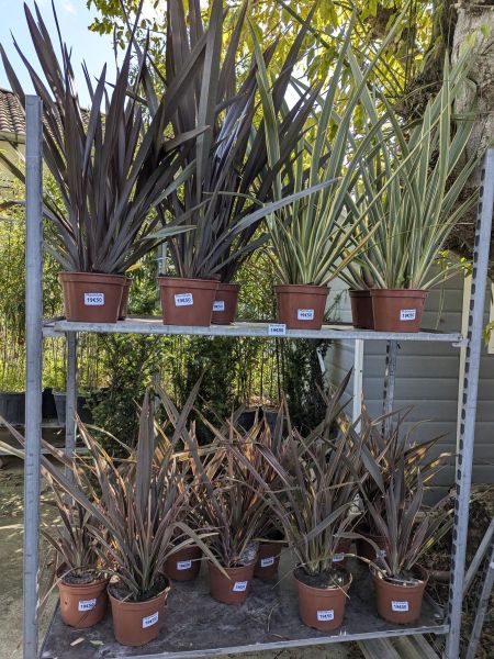 PHORMIUM MIX