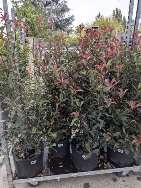 PHOTINIA-CARRE-ROUGE-EXTRA