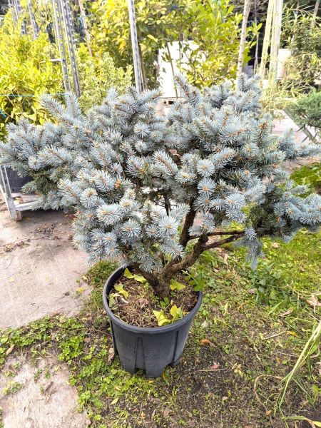 PICEA-PUNGEN-GLAUCA