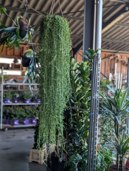 SENECIO BOULE EXTRA LONG