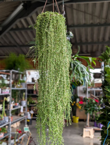 SENECIO DEMI LUNE EXTRA