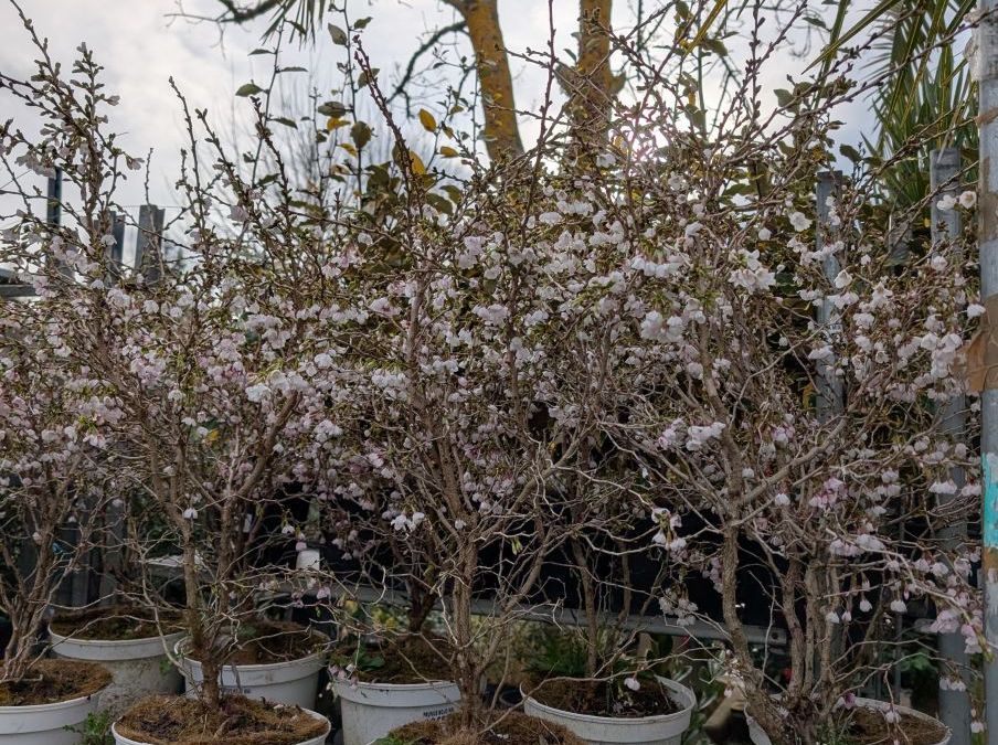CERISIER A FLEUR JAPONAIS