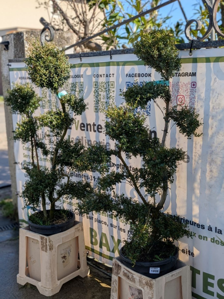 Ilex Crenata Bonsai