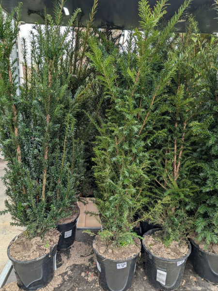 TAXXUS BACATA
