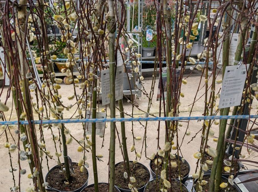 Salix Caprea Kilmanrock