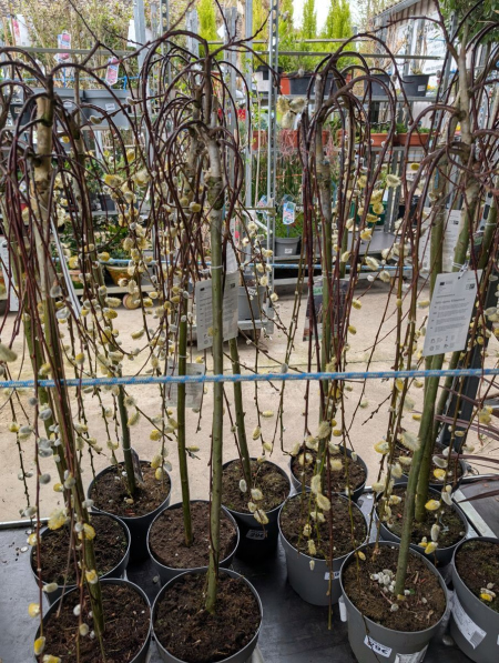 Salix Caprea Kilmanrock