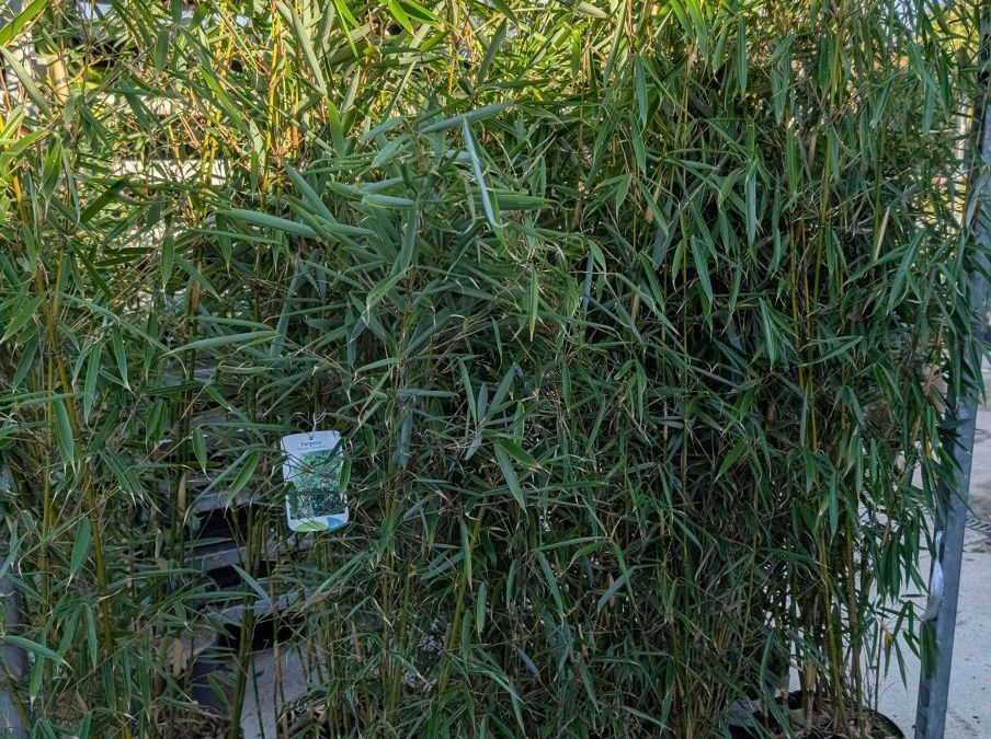 FARGESIA - BAMBOU NON TRACANT