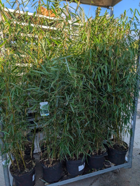 FARGESIA - BAMBOU NON TRACANT