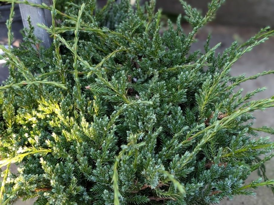 JUNIPERUS DORE