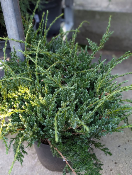 JUNIPERUS DORE