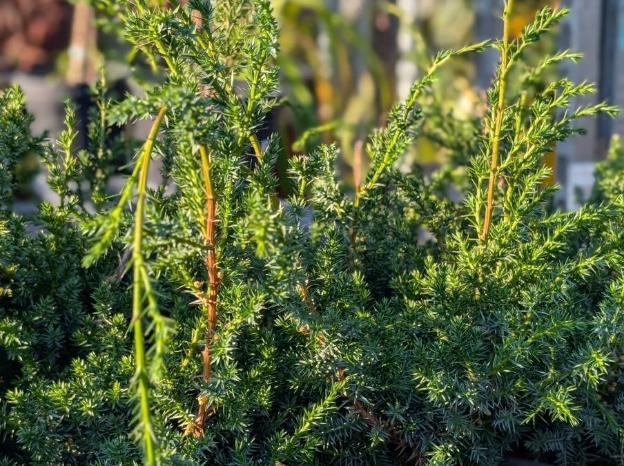 juniperus chinensis blue alp