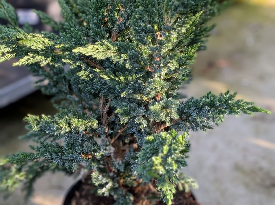 JUNIPERUS SQUAMATA