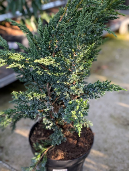 JUNIPERUS SQUAMATA