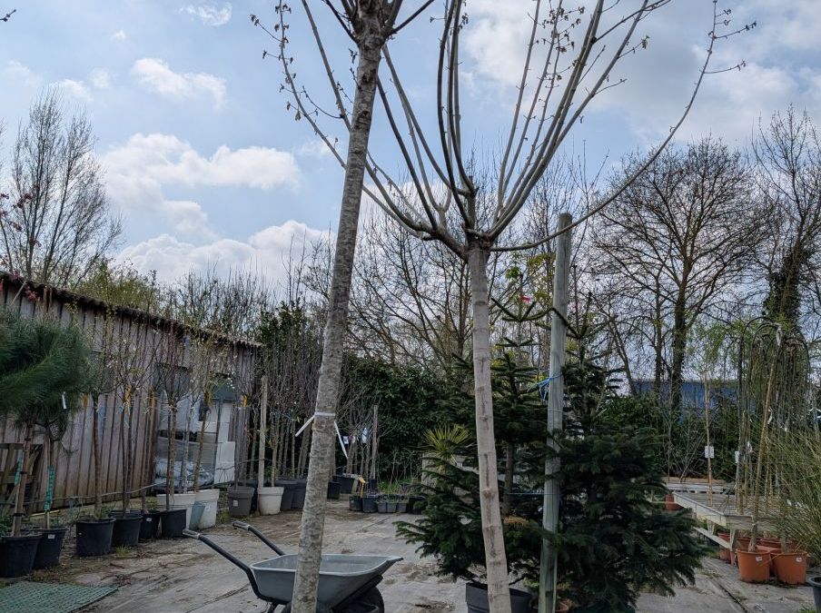 Tilleul XXL  - 250/300 cm