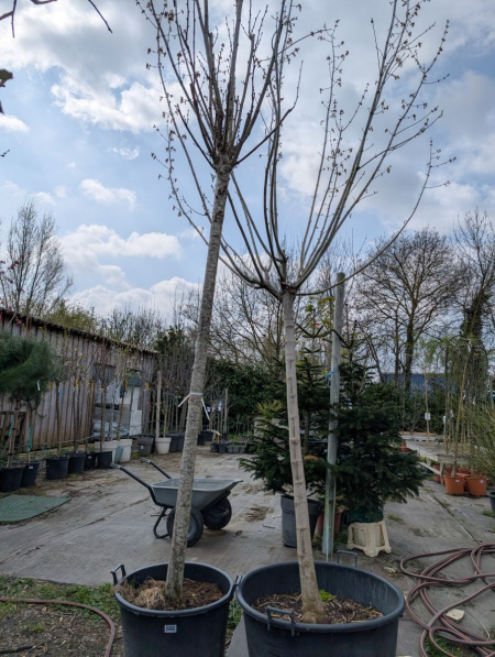 Tilleul XXL  - 250/300 cm