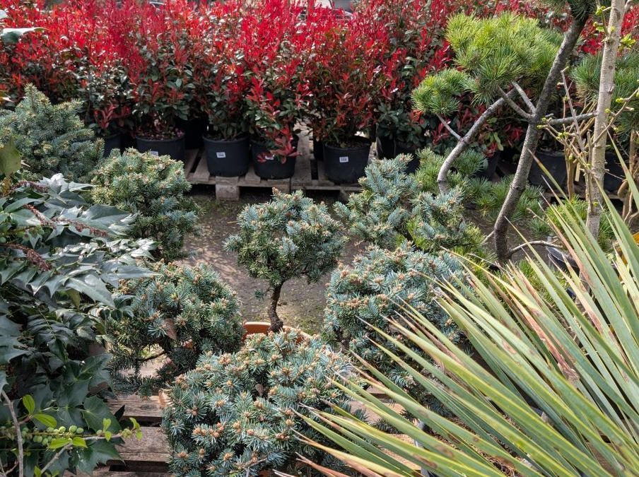 GLOBOSA PIN JAPONAIS