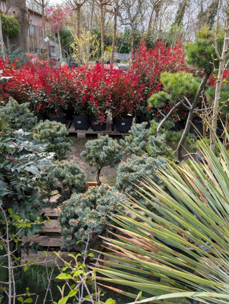 GLOBOSA PIN JAPONAIS