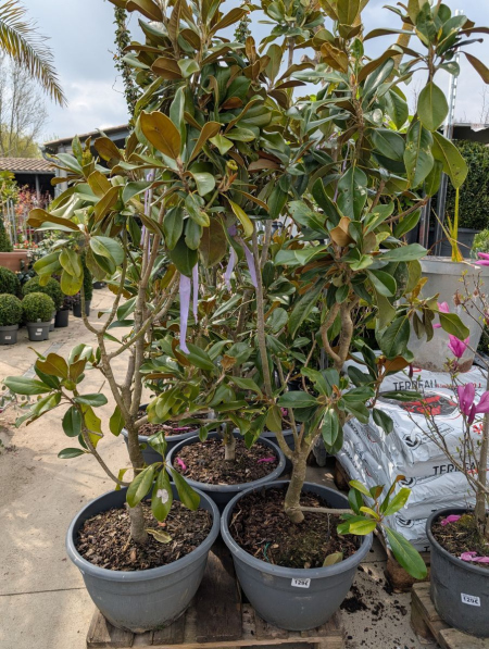 MAGNOLIA GRANDIFLORA LITTLE GEM
