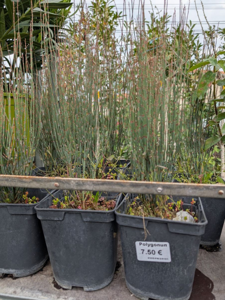 polygonum scoparium