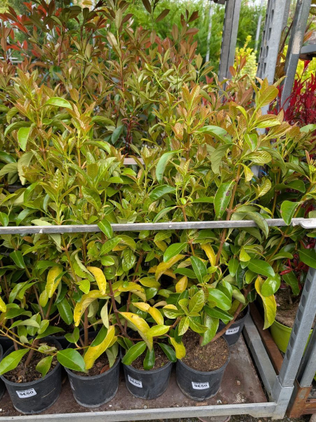 viburnum lucidium