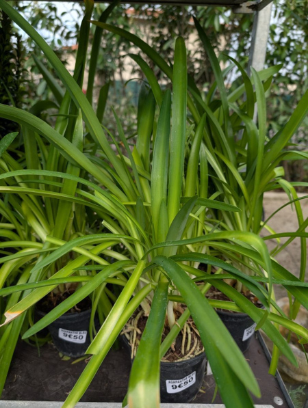 AGAPHANTHE BLEU OU BLANCHE
