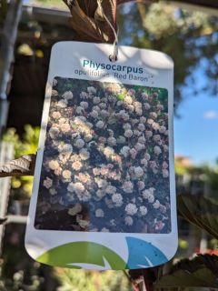 PYSOCARPUS  9€50