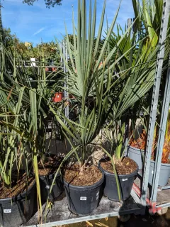 SABAL-URESANA-Palmier-Bleu-RARE-129E